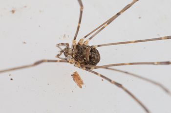 Media type: image;   Invertebrate Zoology 151588